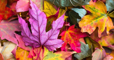 TOP 5 SKINCARE TIPS FOR AUTUMN